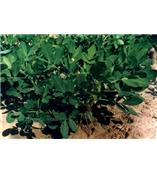 厂家供应木犀草素