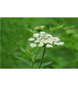 厂家供应蛇床子素