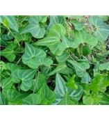 厂家供应薯蓣皂苷元