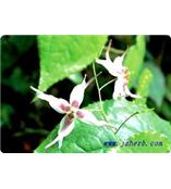 厂家供应淫羊藿苷