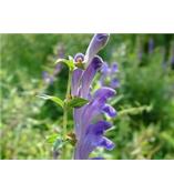 厂家供应黄芩苷