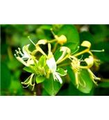 厂家供应绿原酸