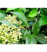 厂家供应齐墩果酸