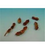 厂家供应槐角苷