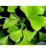 厂家供应白果内酯