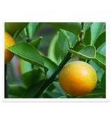 厂家供应柚皮苷