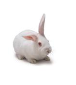 新西兰白兔SPF级