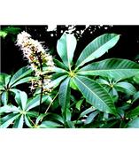 厂家供应七叶皂苷钠