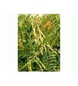 厂家供应氧化苦参碱