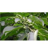 厂家供应鼠李糖