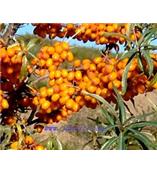 厂家供应异鼠李素