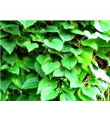 厂家供应盐酸青藤碱