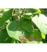 厂家供应青藤碱