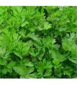 厂家供应芹菜素