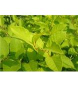 厂家供应白藜芦醇