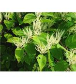 厂家供应虎杖苷