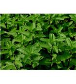 厂家供应薄荷醇