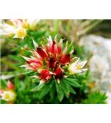 厂家供应红景天苷