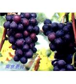 厂家供应原花青素