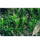 厂家供应石杉碱甲