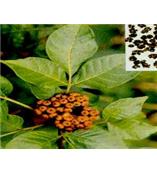 厂家供应吴茱萸碱