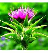 厂家供应水飞蓟宾