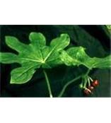 厂家供应谷甾醇