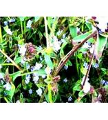 厂家供应蜕皮激素