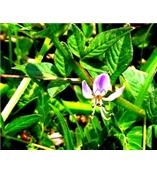 厂家供应穿心莲内酯