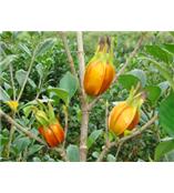 厂家供应栀子苷