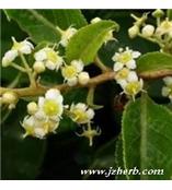 厂家供应雷公藤甲素