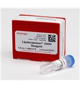 Lipofectamine® 2000 Transfection Reagent 脂质体2000