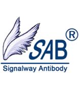 IκB-α (Ab-42) Antibody現貨 SAB抗體 SAB公司 新型總代理 上海薩博生物