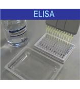 人巨噬细胞趋化因子ELISA试剂盒厂家