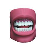 苏州同育牙护理保健模型（带脸颊）（自然大）