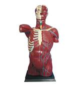 人体躯干肌肉解剖模型/人体躯干模型价格