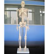 人体骨骼模型85CM/人体骨骼模型/骨骼模型厂家