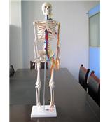 人体骨骼带心脏与血管模型/85CM人体骨骼模型/ 骨骼模型厂家直销