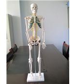 人体骨骼带神经模型85CM/人体骨骼模型SBK/R6800 /骨骼模型厂家直销