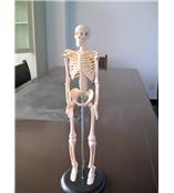 人体骨骼模型42cm/SBK/R6150 人体骨骼模型厂家/人体骨骼模型价格