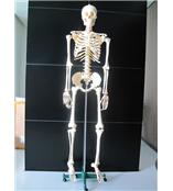 全身人体骨骼模型170cmSBK/R6250 /170人体骨骼模型/骨骼模型厂家