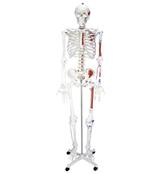 人体骨骼半边肌肉着色半边附肌肉韧带模型170cm/人体骨骼模型SBK/R132 /骨骼模型厂家