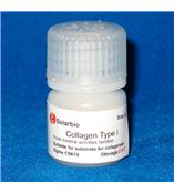 索莱宝供应鼠尾胶原