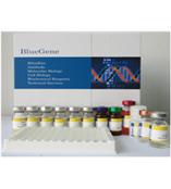 ELISA试剂盒---广州总代理，较大ELISA试剂盒供应中心！种属多样，质量有保证，价格优惠！