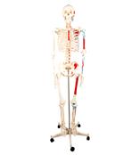 上海康人医学仪器设备有限公司 - 供应人体骨骼半边肌肉着色模型