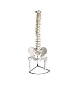 上海康人医学仪器设备有限公司 - 供应脊椎带骨盆附半腿骨模型（可弯曲）
