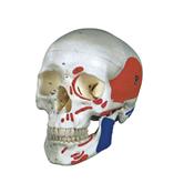 上海康人医学仪器设备有限公司 - 供应成人头颅骨肌肉着色模型
