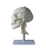上海康人医学仪器设备有限公司 - 供应成人头颅骨带颈椎模型