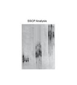 MDE凝胶溶液-50620