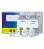 ZytoLight RET 双色分离 FISH探针